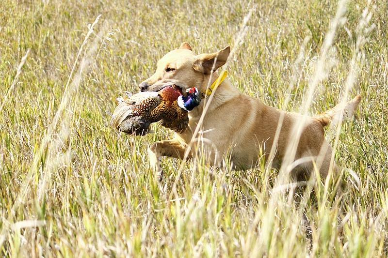 Still the Nation’s Best Pheasant Hunting – The Winner Advocate