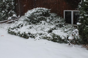 snow in bushes